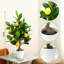50cm Plant