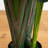 108'' Faux Palm Tree in Pot Liner