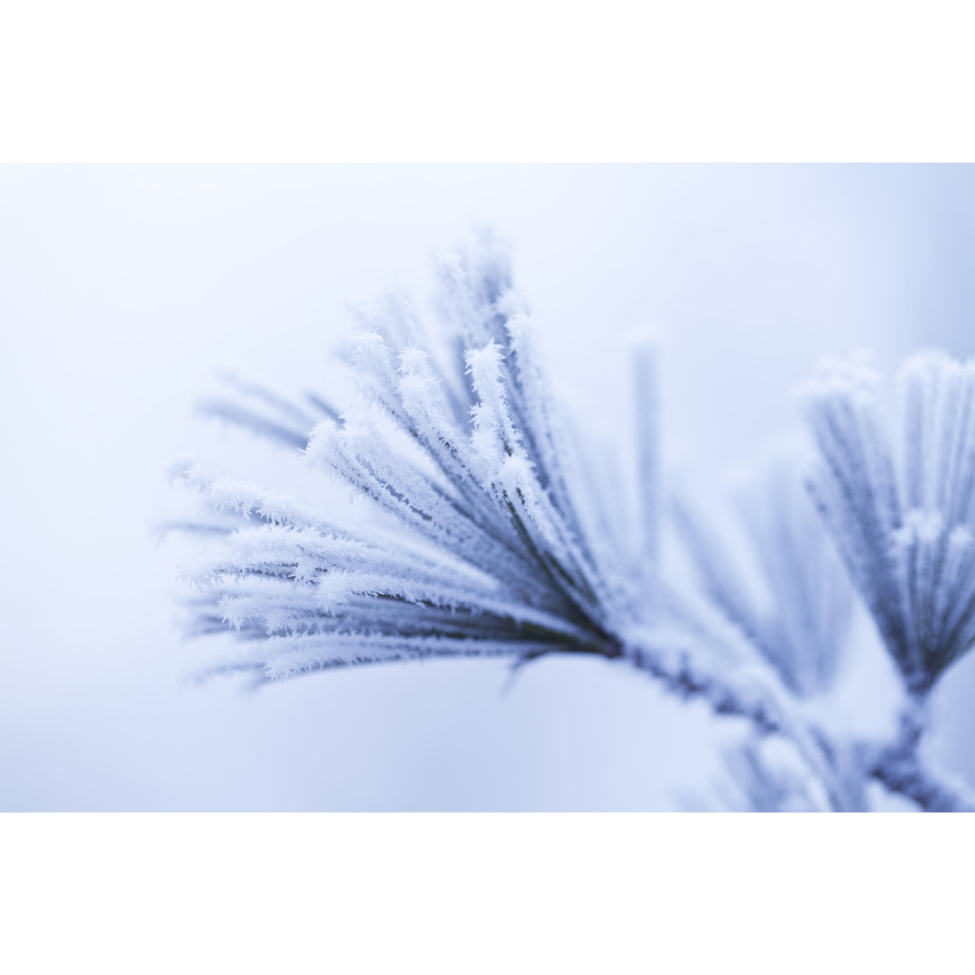 Frosty Pine Leaf - Druck