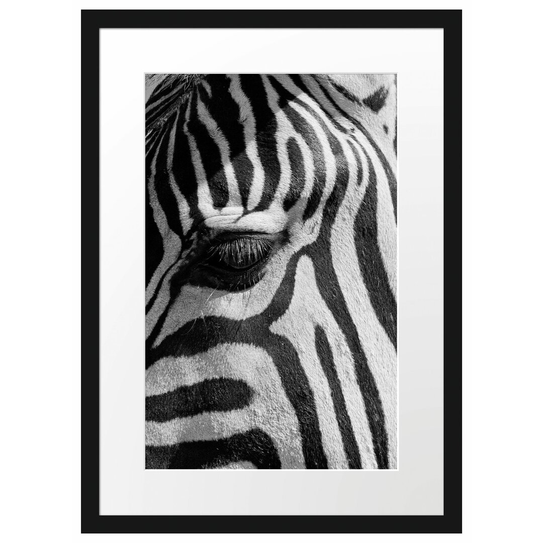 Gerahmtes Poster Zebra Porträt