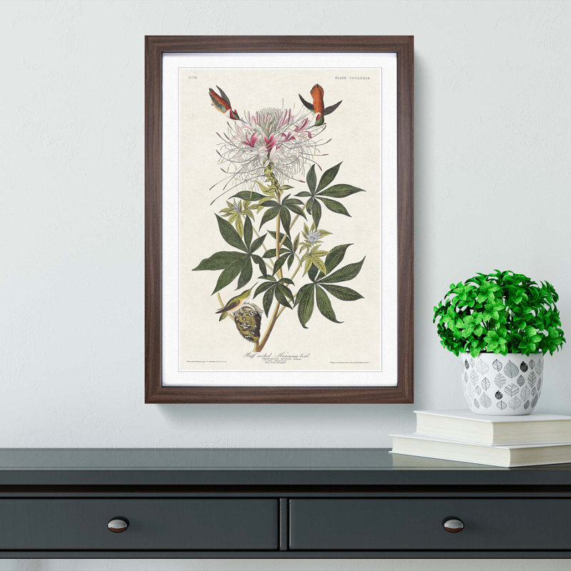 Ruff-Necked Hummingbirds by John James Audubon - Picture Frame Graphic Art Print, Walnut, 76cm H x 50cm W x 2cm D