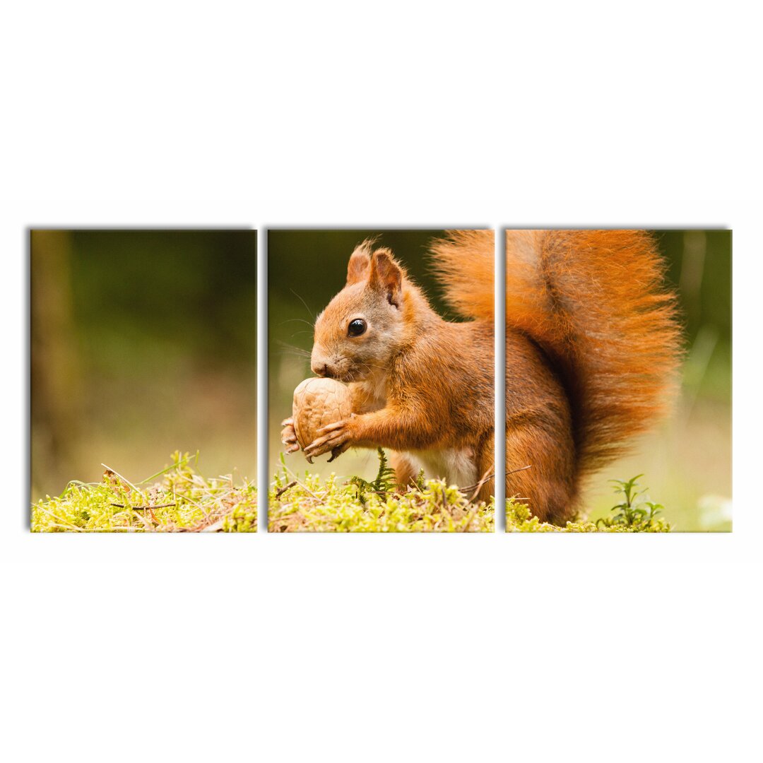 3-tlg. Leinwandbilder-Set Eichhörnchen mit Nuss