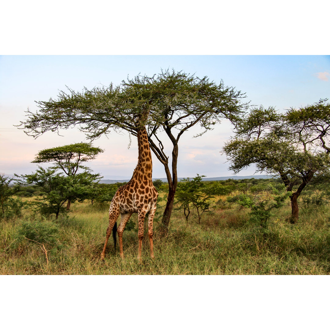 Giraffe In Kruger National Park, South Africa