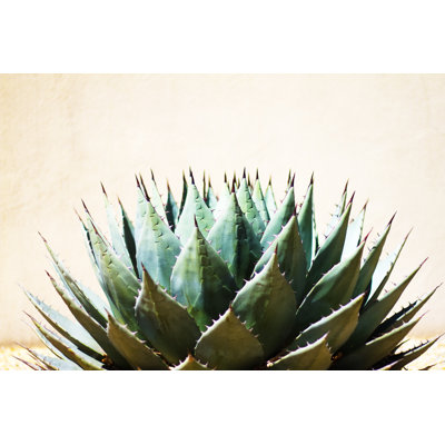 Agave bleue par Jannhuizenga