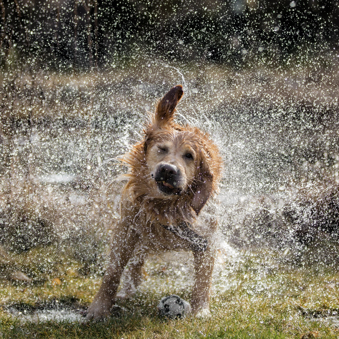 Hund schüttelt Wasser ab von DieterMeyrl - Kunstdrucke