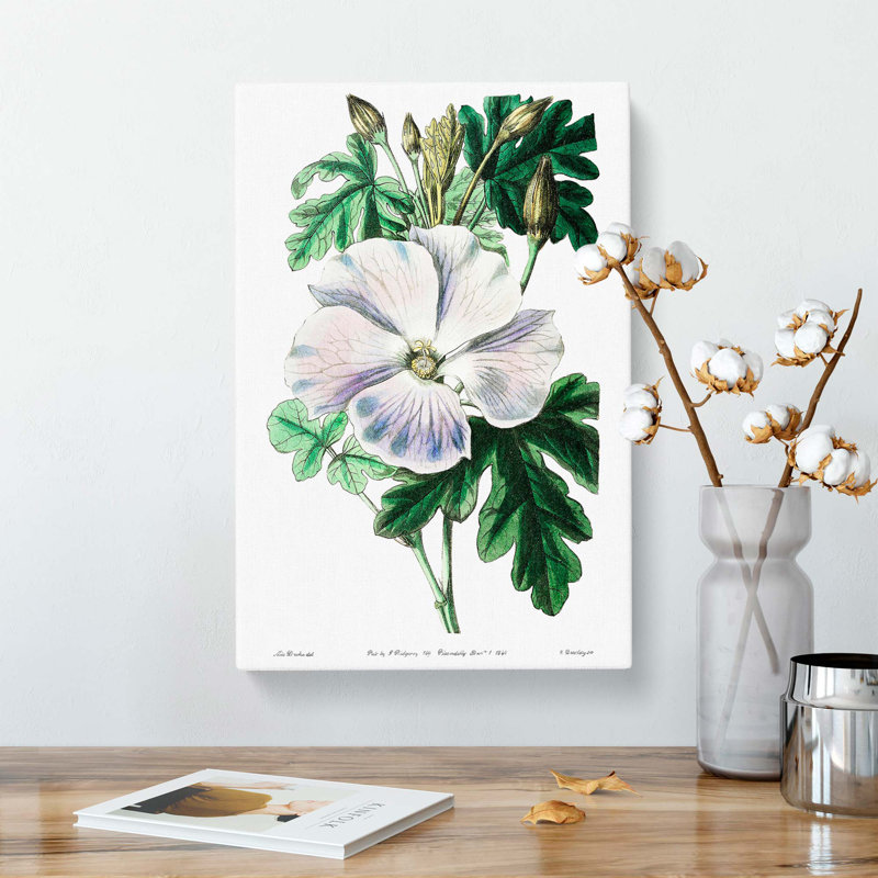 White Hibiscus Flower - Wrapped Canvas Print, 60cm H x 40cm W x 3cm D