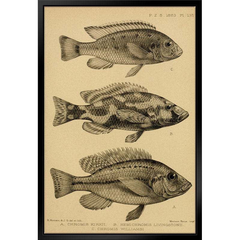 " Various Fish " by Stanley Print House, 22" W x 28" H