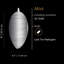 Luminaires suspendus Mist 5-100156734