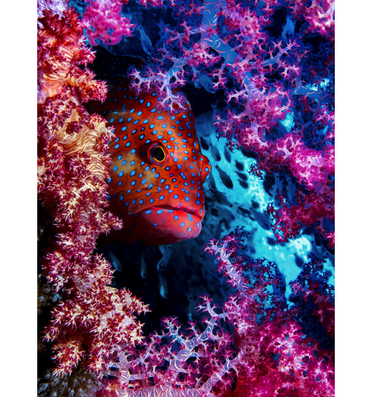 Wrapped Canvas Print, 76.2 cm H x 50.8 cm W