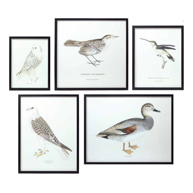 Reproduction d'oiseau encadrée (ensemble de 5) -85035DS
