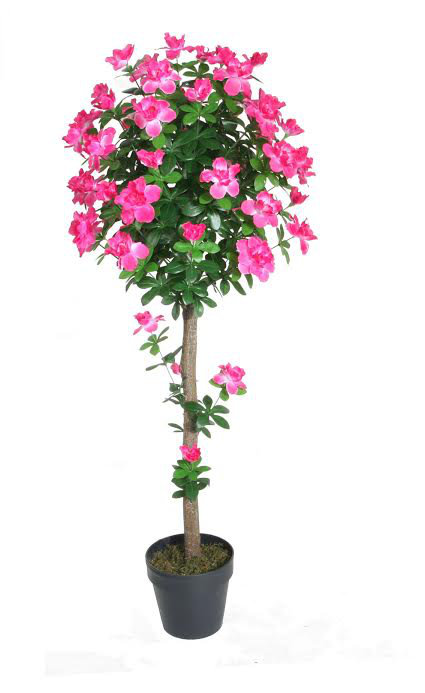 Arbre à fleurs 4,5 'Azalea