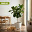 Pot Planter-1997531619-1997531616