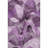Premium Machine Washable Mayfield AMF536 Purple-1253099212