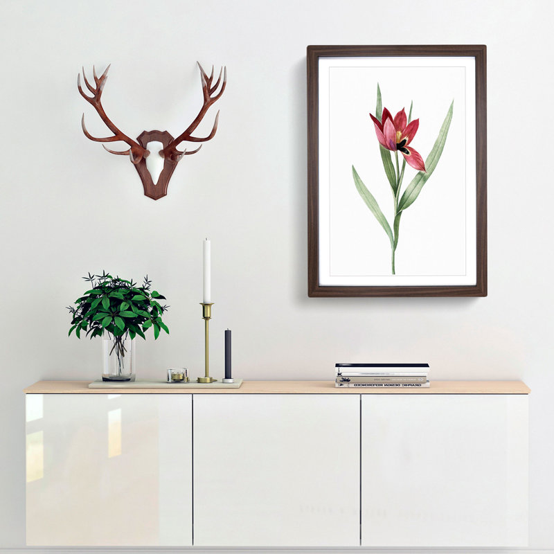 Pink Tulip Flower by Pierre-Joseph Redoute - Picture Frame Painting Print, 65cm H x 48cm W x 2cm D, Walnut Framed
