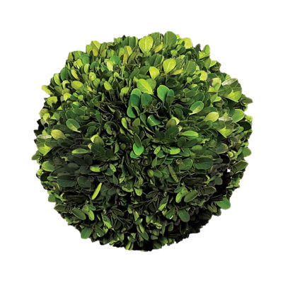Gracie 8'' Boxwood Topiary