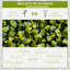 50cm Faux Evergreen Hedge