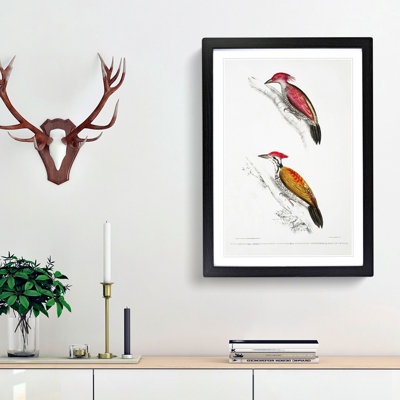 Illustrations of Woodpeckers by John Edward Gray - Framed Print