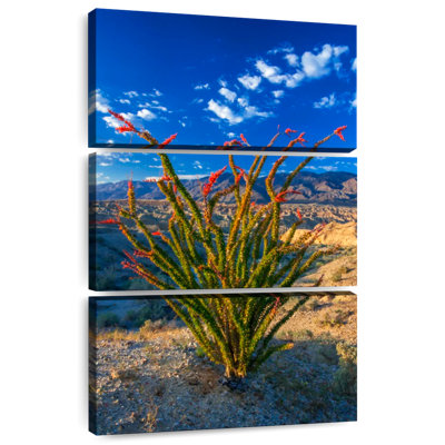 Aaric Ocotillo à Anza Borrego