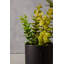 30cm Faux Herbs Plant in Stone Pot