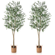 5.5' Artificial Olive Cone Tree – Cypress and Alabaster