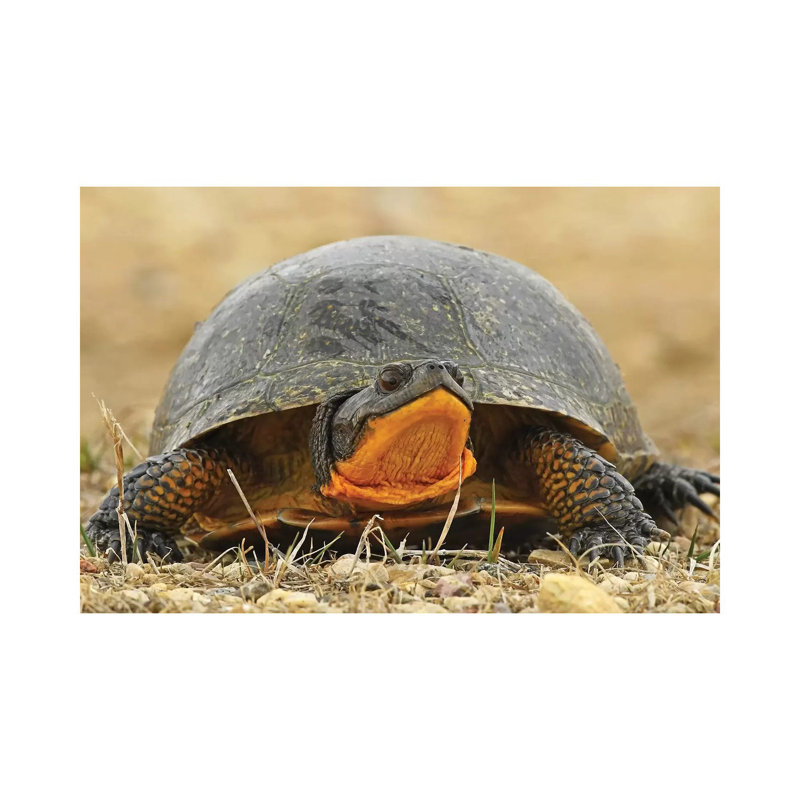 Endangered Blanding'S Turtle by Brian Wolf - Wrapped Canvas Print