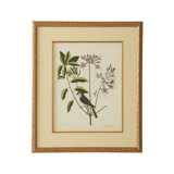 Catesby Bird And Botanical I Print