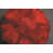 Rouge est en rupture de stock