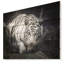 Tigre blanc animal - reproduction de photo-35120543-35120552
