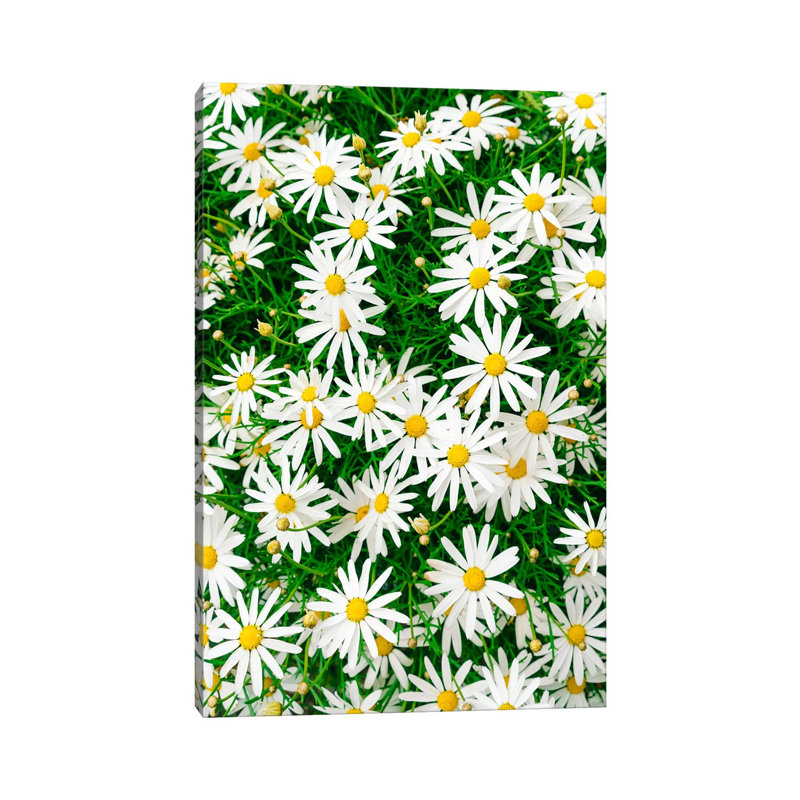 Carmel Blooms IV by Bethany Young - Print on Canvas, Wrapped Canvas, 66.04cm H x 45.72cm W x 1.91cm D