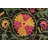 Hand Knotted Wool Indoor Rug