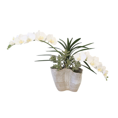 Orchidées blanches en pot blanc