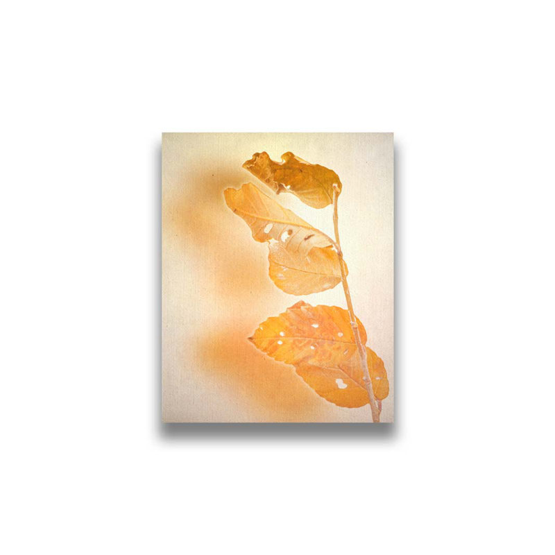 Traces d'automne par Hal Halli. Estampe numérique, H 40,5 po x l 32,5 po, Impression encadrée sans passe-partout, Blanc