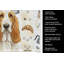 Torchon citron et blanc Basset Hound-1234934555