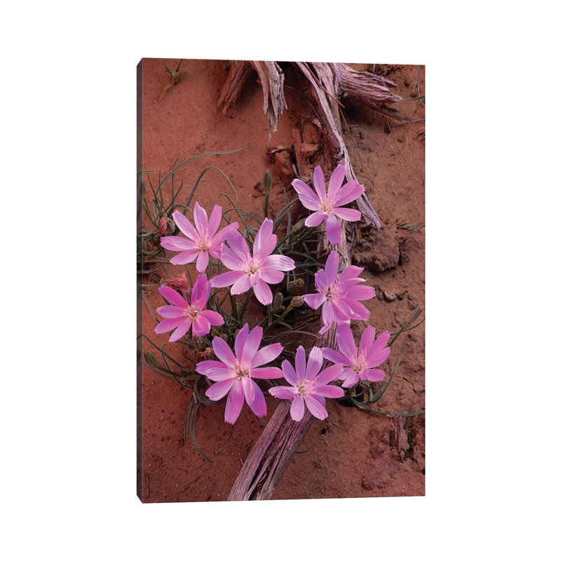 Desert Chicory Close Up Of Bloom, North America by Tim Fitzharris - Gallery-Wrapped Canvas Giclée on Canvas, Canvas