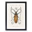 Beetle Illustration PL.11 by Charles D'Orbigny Framed Print