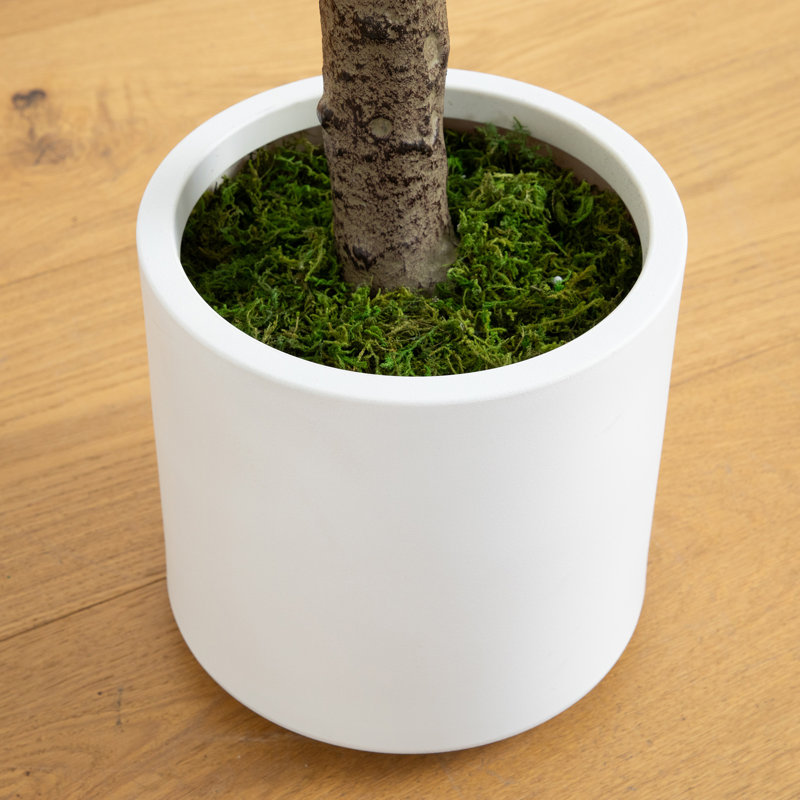 6ft Artificial Green Jacaranda Tree in White Plastic Planter