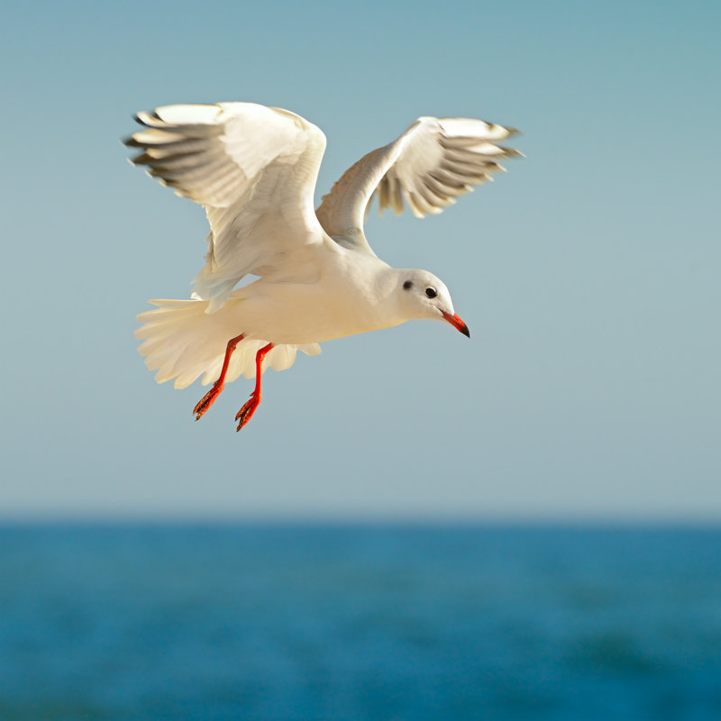 Seagull In Flight by AlinaMD - Wrapped Canvas Print, 76cm H x 76cm W x 3.8cm D