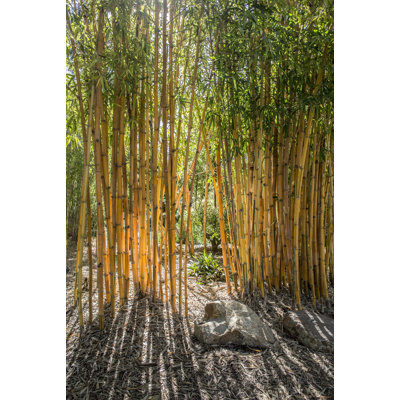 " Bamboo "