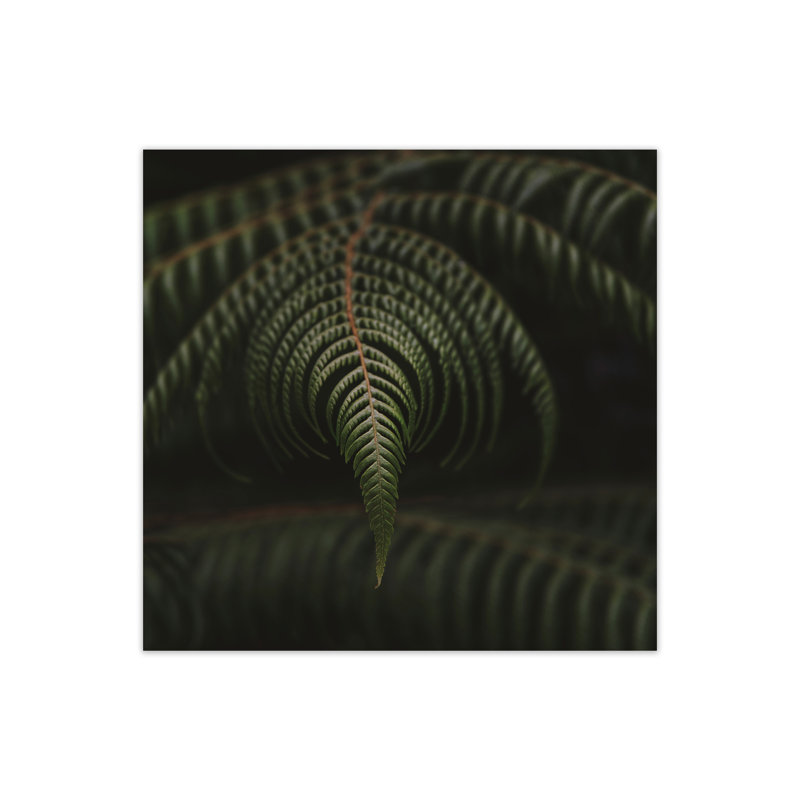 Fern 2 by Nur Mut - Print, 40 cm H x 40 cm W