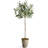 Faux Olive Tree Tree in Ceramic Pot-2032869182