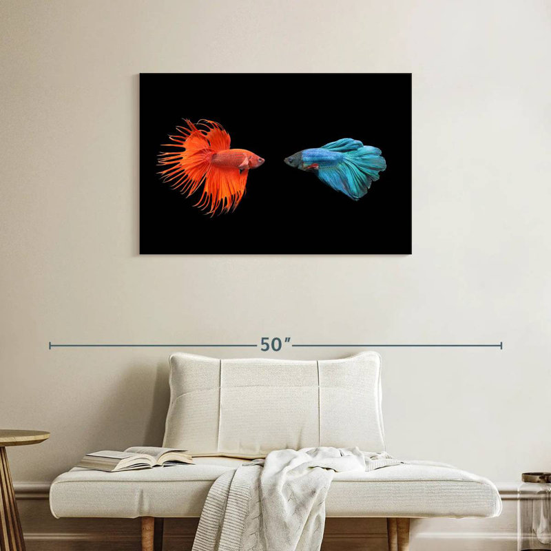 Brampt Betta Fish Meet, 24" H x 36" W