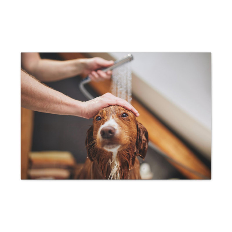 «Cute Tolling Retriever Bath», art mural, H 16 po x l 20 po