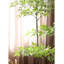 Plantes et arbres en plastique vert 9,65 po