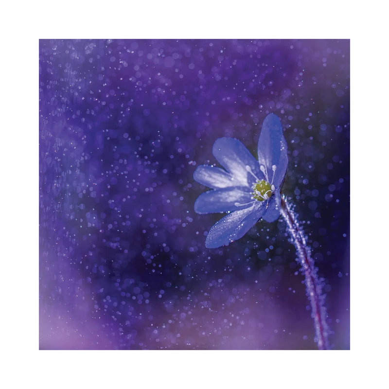 Flower In The Rain by Lauri Lohi - Wrapped Canvas Painting, 66.04 cm H x 66.04 cm W x 3.175 cm D