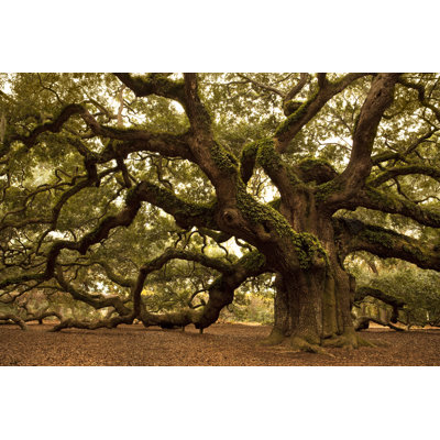Ancient Angel Oak by Pgiam