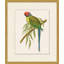 Tropical Parrot 6 Painting