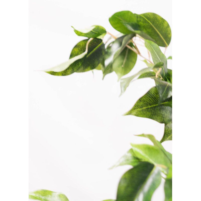 Doublure en pot deluxe ficus tree