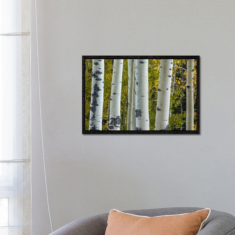 Aspen Trunks by Bill Sherrell - Gallery-Wrapped Canvas Giclée on Canvas, Black Framed, 66.04 cm H x 45.72 cm W
