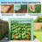 Stable Greenhouse,Mini Greenhouse-123950867