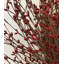 22" Pip Spring Grapevine Berry Wreath-271714469